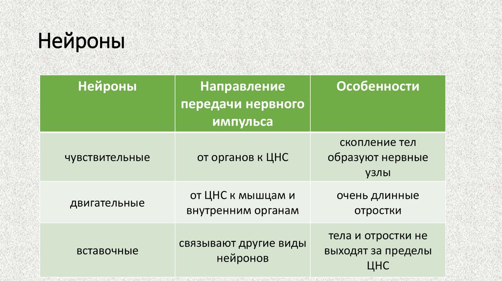 Нейроны