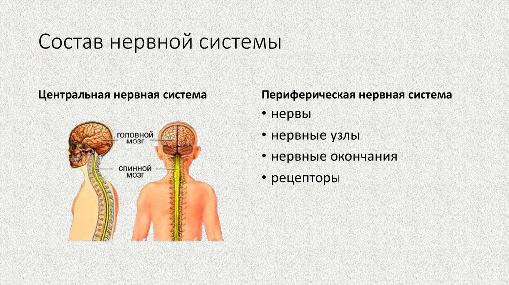 Состав нервной системы