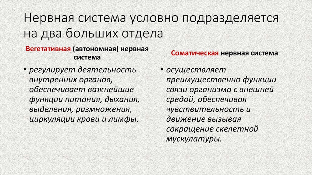 Нервная система условно подразделяется на два больших отдела