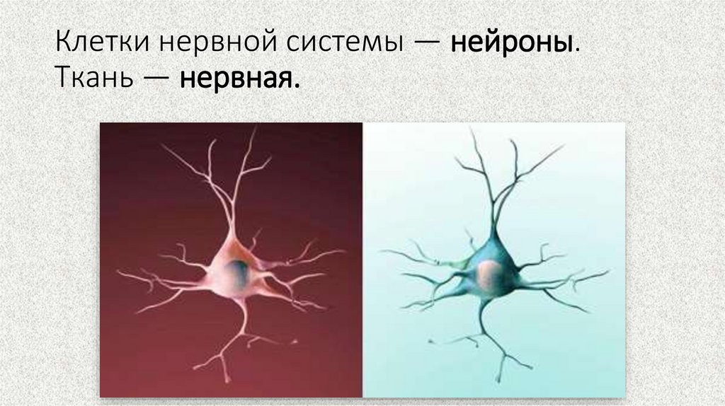 Клетки нервной системы — нейроны. Ткань — нервная.