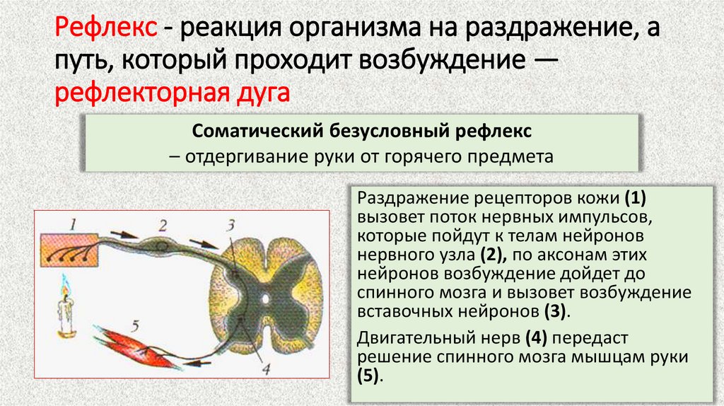 Рефлекс - реакция организма на раздражение, а путь, который проходит возбуждение — рефлекторная дуга