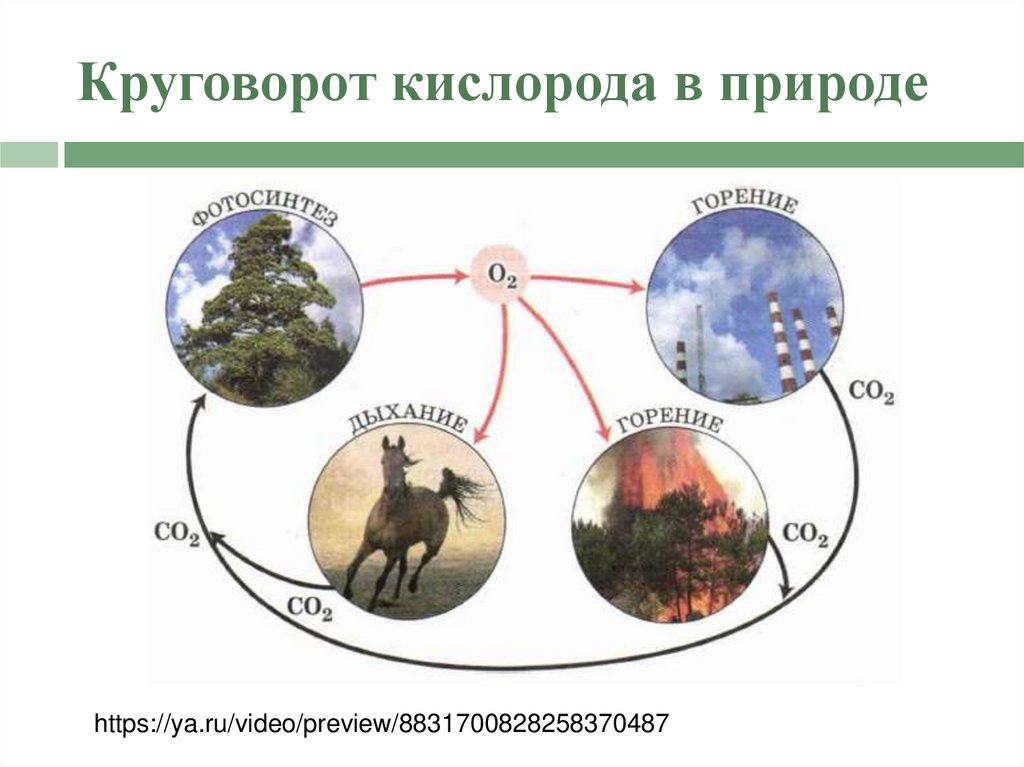 Круговорот кислорода в природе