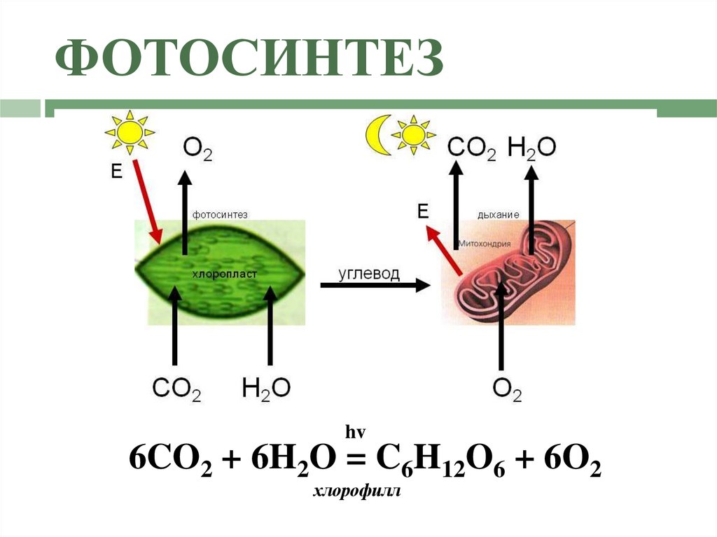 ФОТОСИНТЕЗ