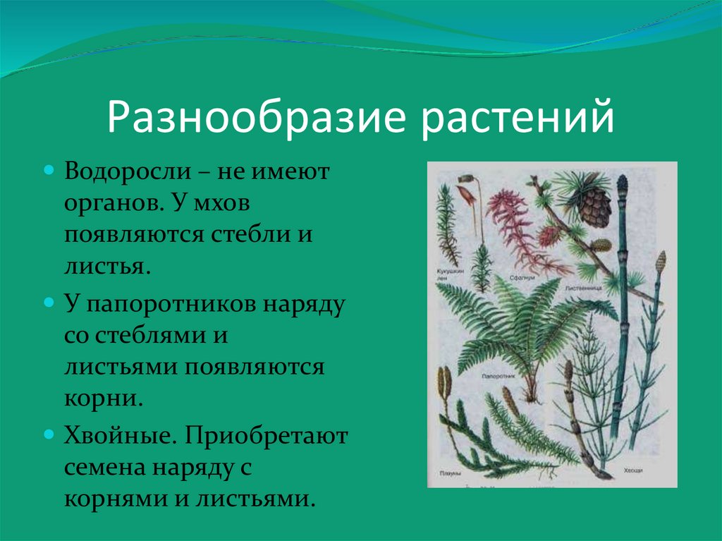 Разнообразие растений