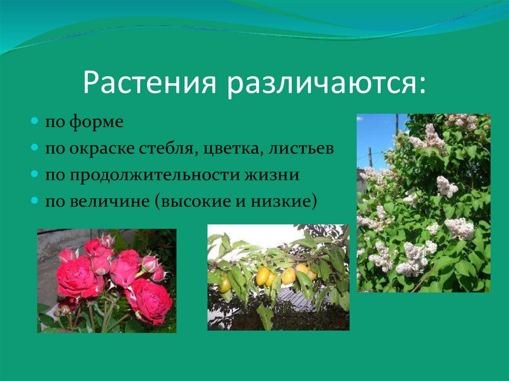 Растения различаются: