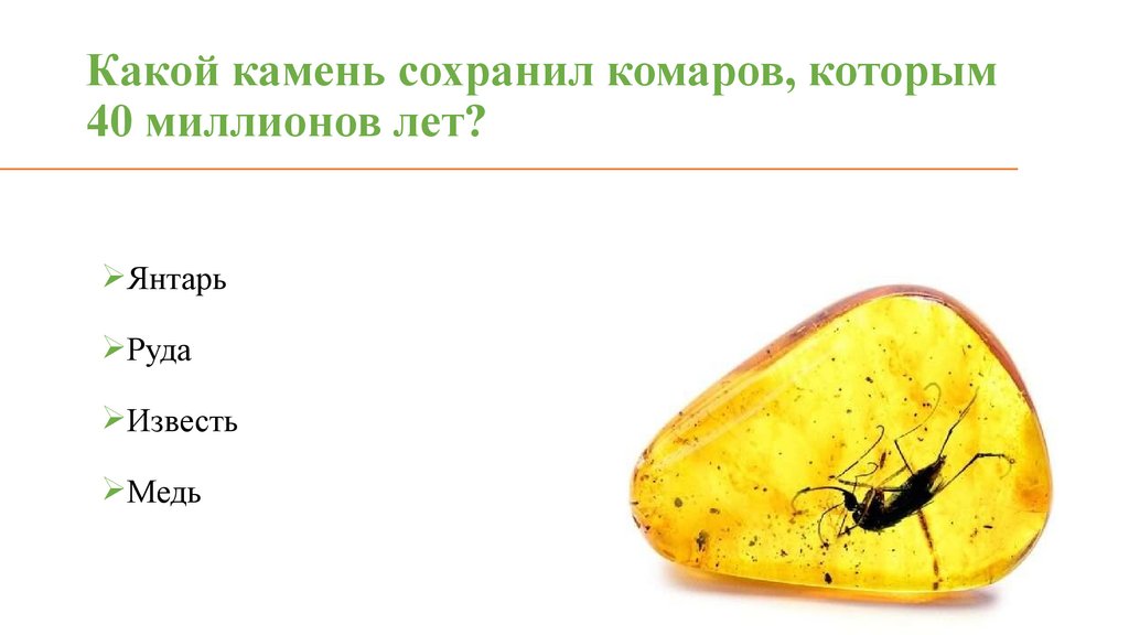 Какой камень сохранил комаров, которым 40 миллионов лет?