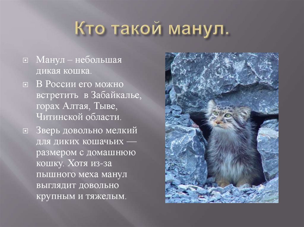 Кто такой манул.