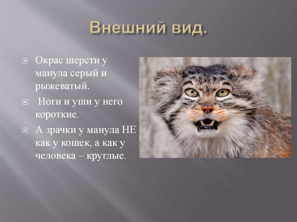 Внешний вид.