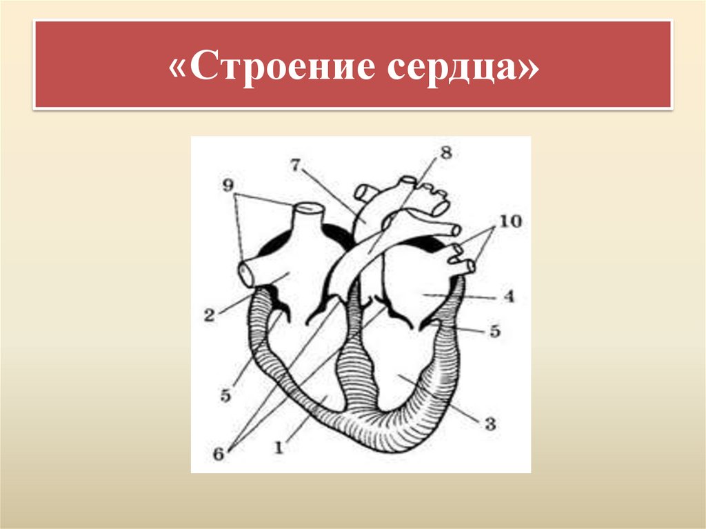 «Строение сердца»