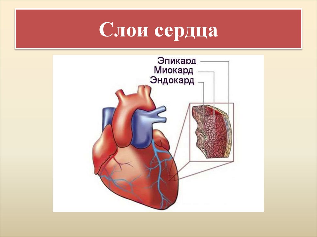 Слои сердца
