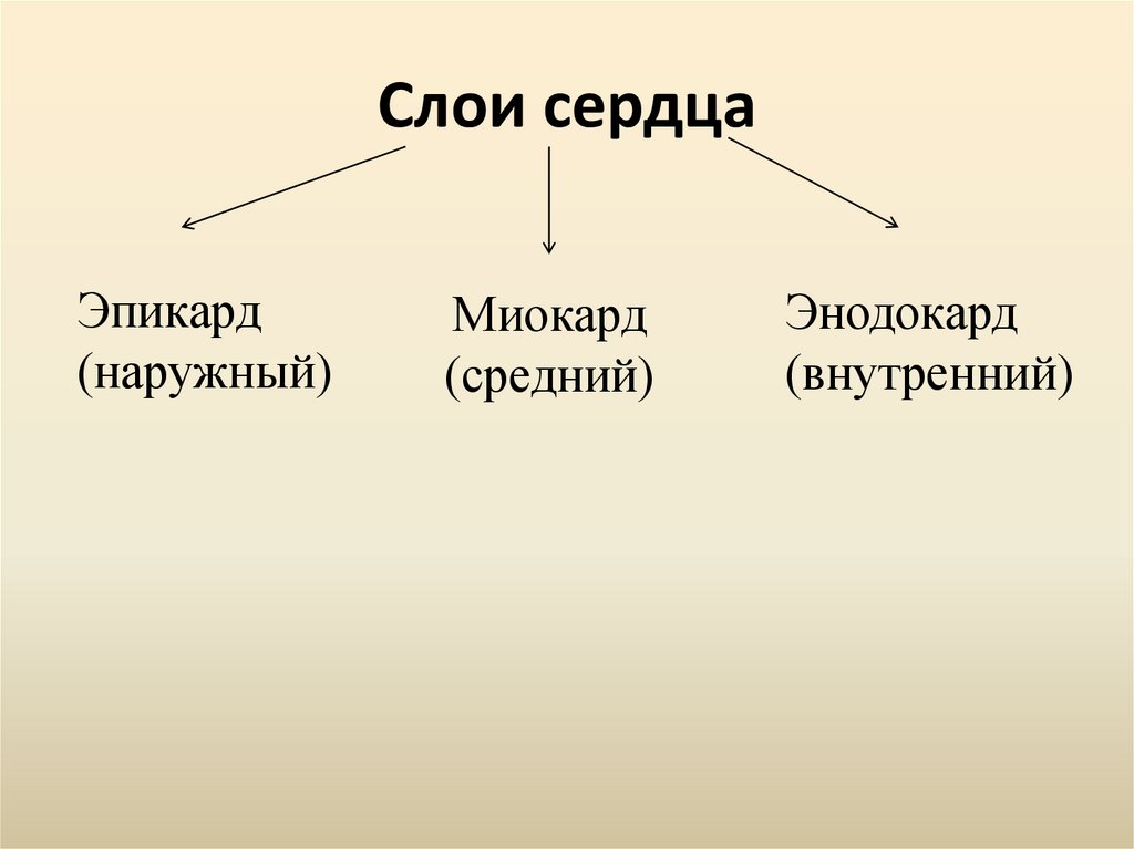 Слои сердца