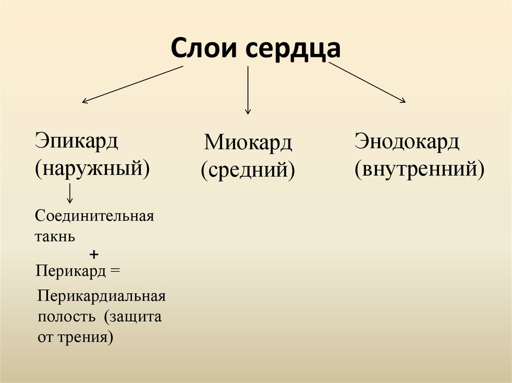 Слои сердца