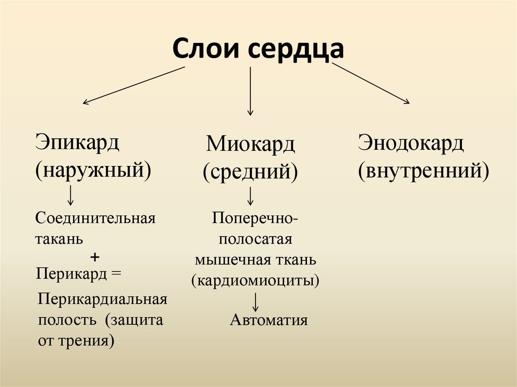 Слои сердца