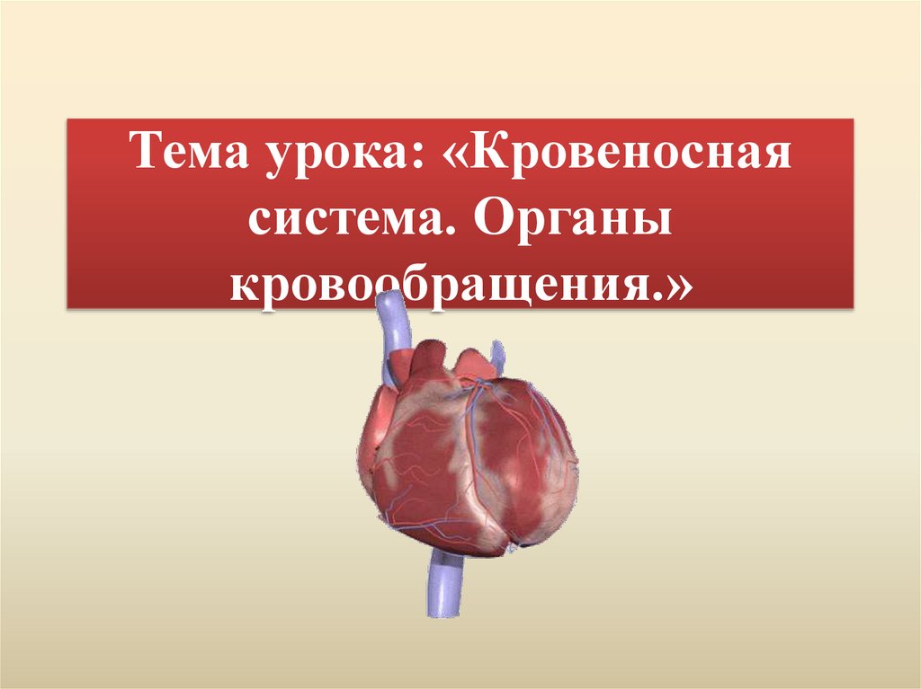 Тема урока: «Кровеносная система. Органы кровообращения.»