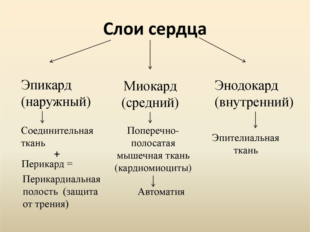 Слои сердца