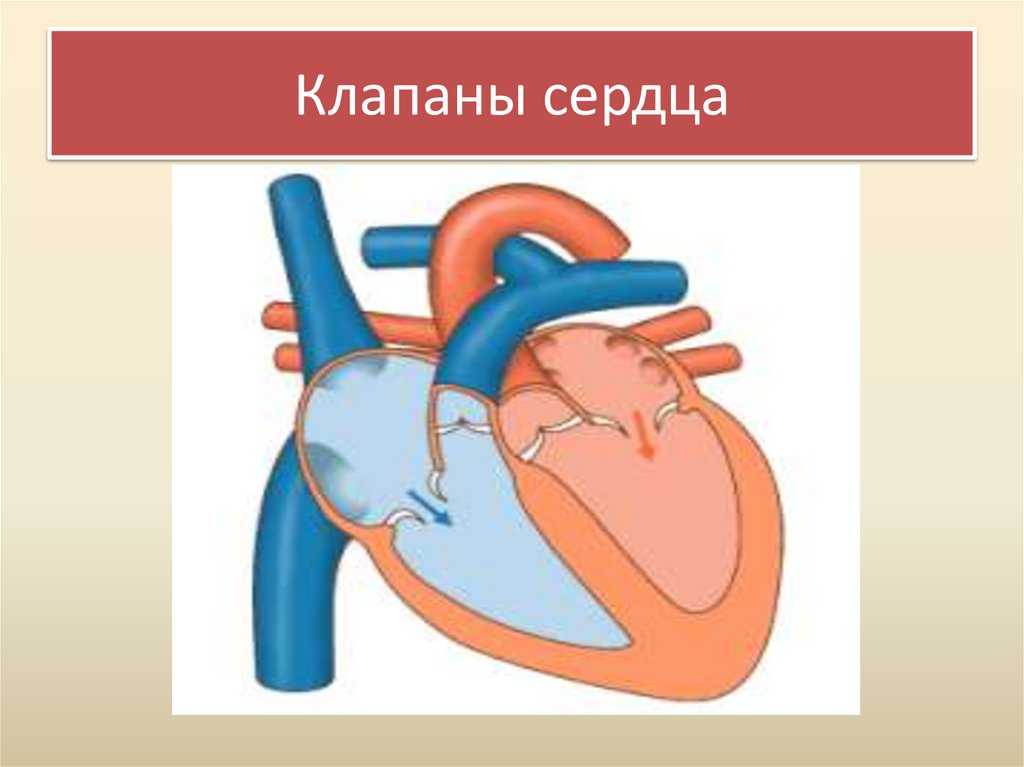 Клапаны сердца