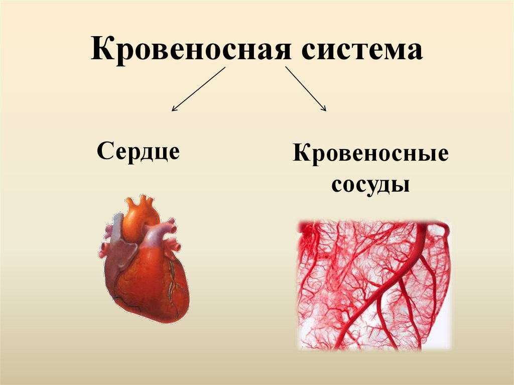 Кровеносная система