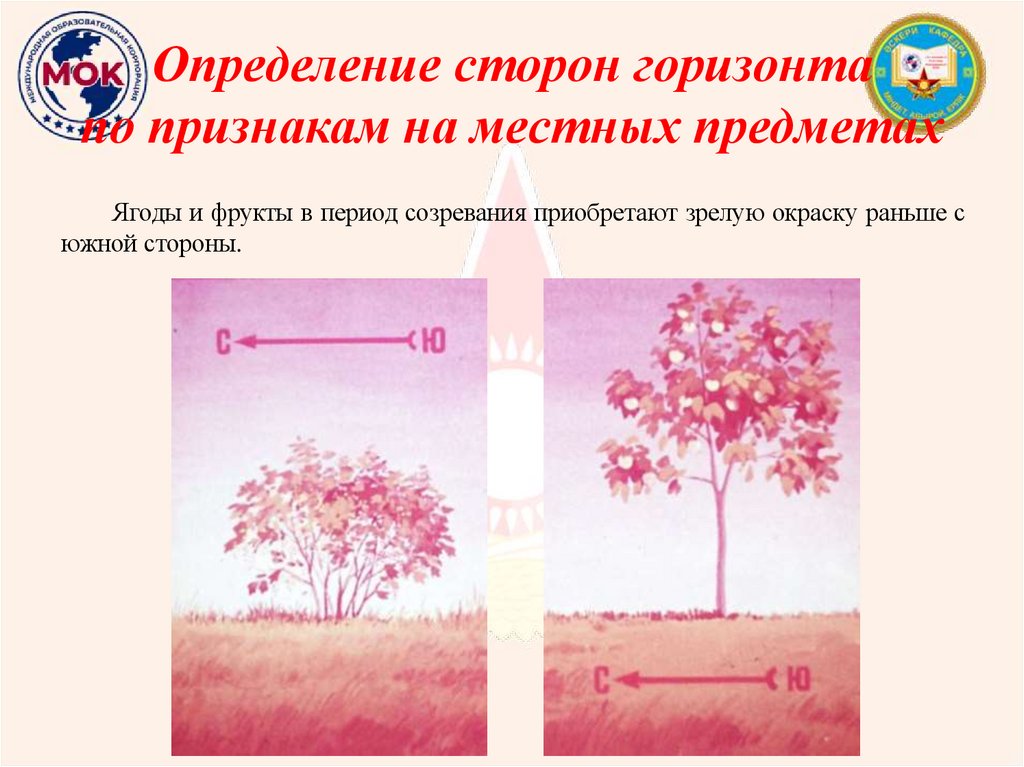 Определение сторон горизонта по признакам на местных предметах
