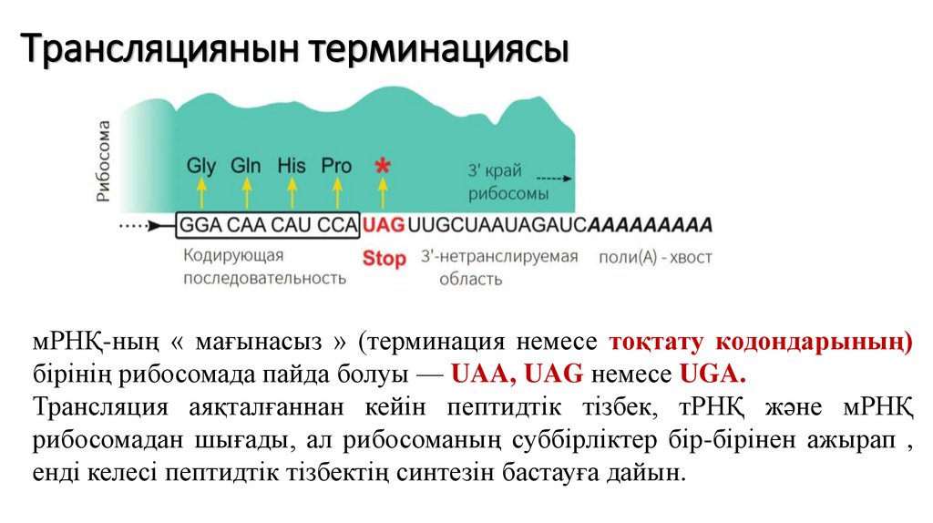 Трансляциянын терминациясы