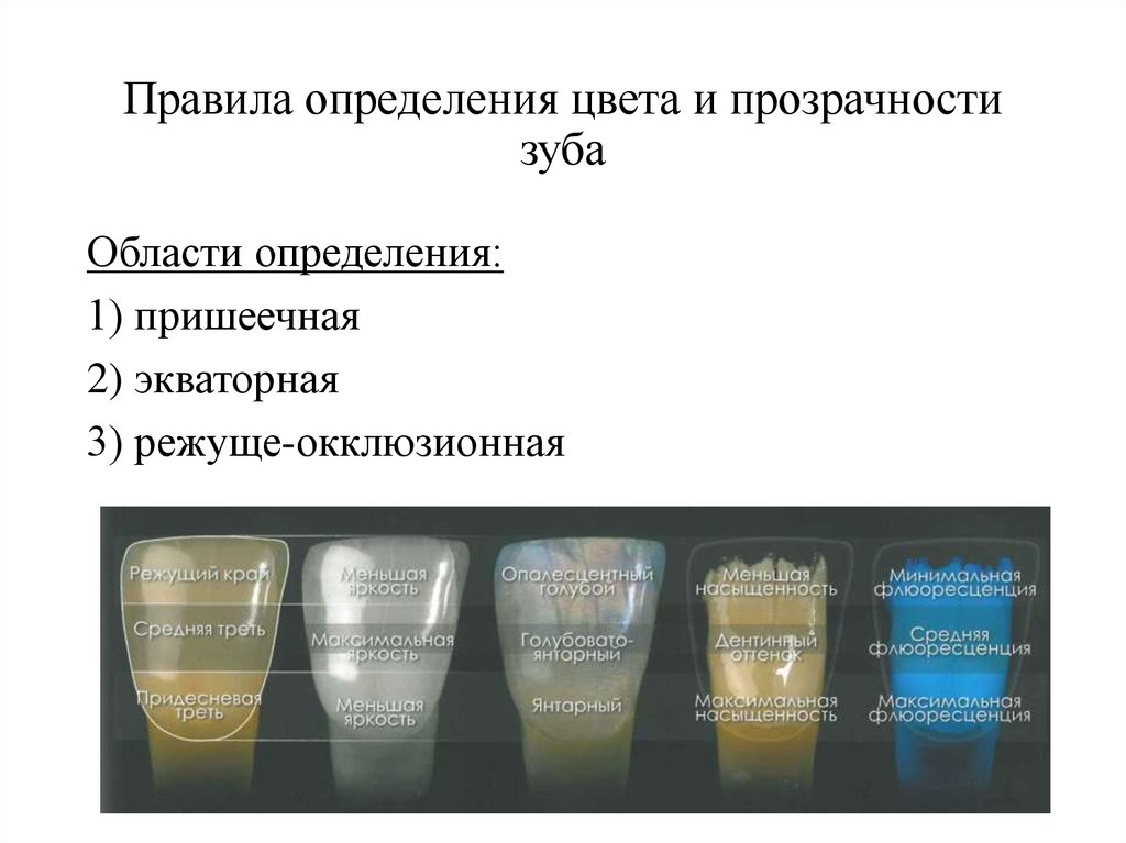 Правила определения цвета и прозрачности зуба