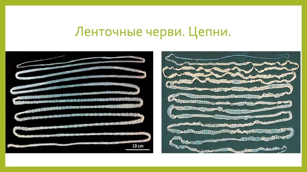 Ленточные черви. Цепни.