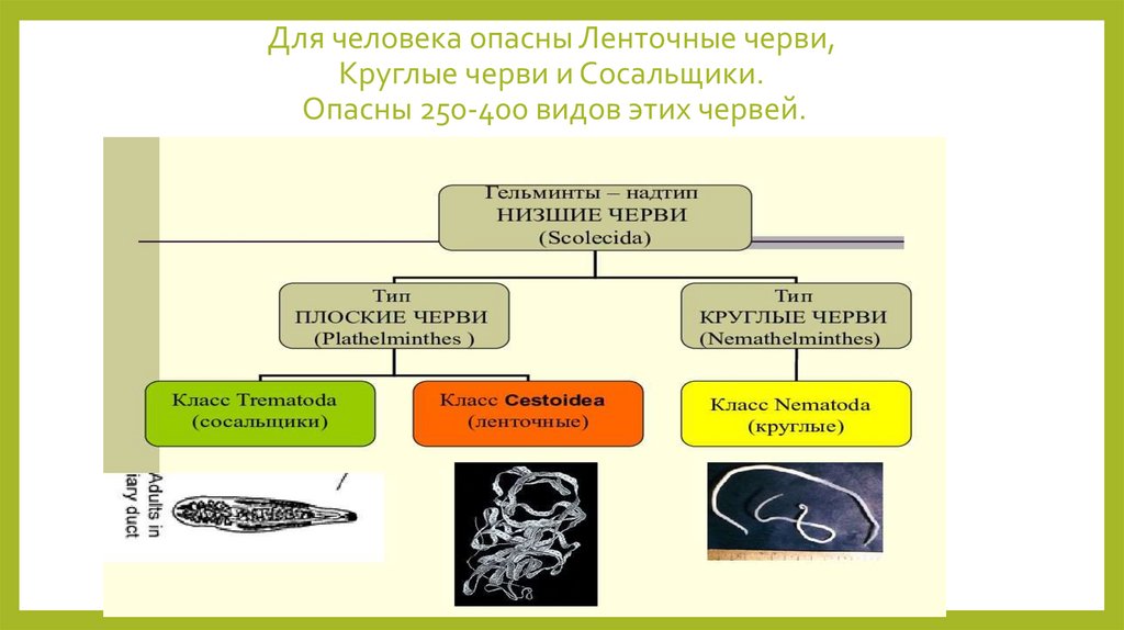Для человека опасны Ленточные черви, Круглые черви и Сосальщики. Опасны 250-400 видов этих червей.
