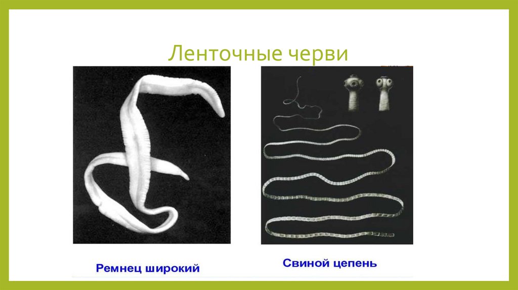 Ленточные черви