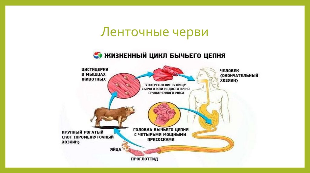 Ленточные черви