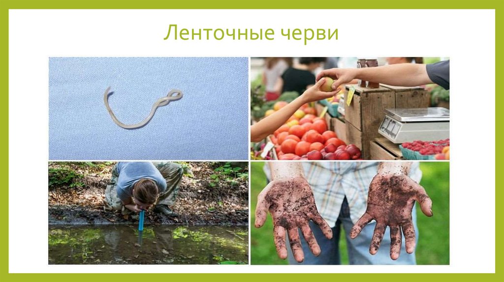 Ленточные черви