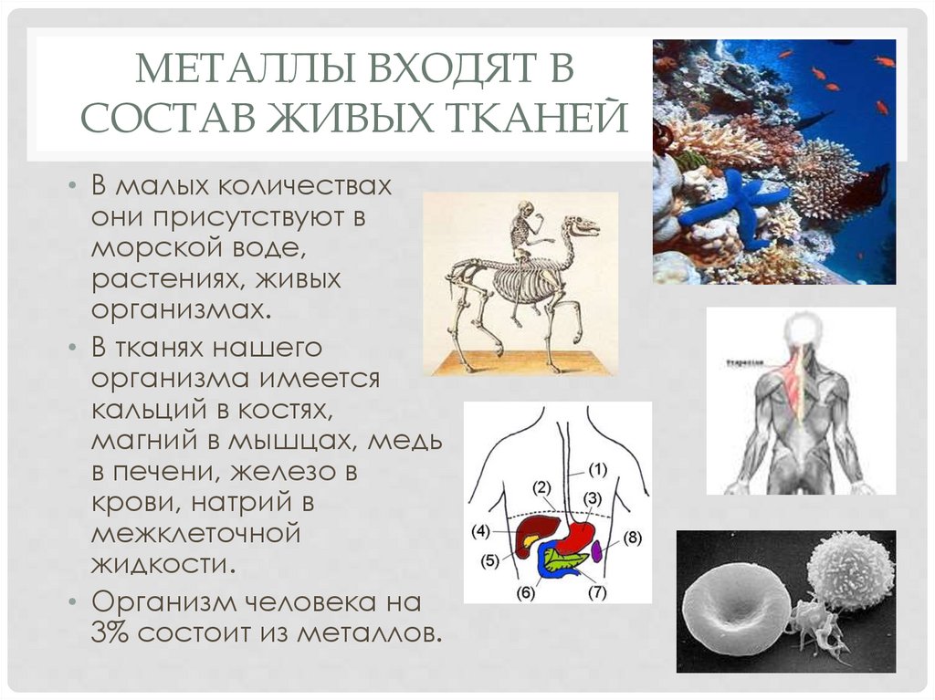 Металлы входят в состав живых тканей