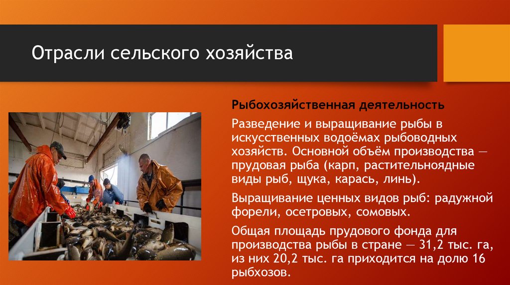 Отрасли сельского хозяйства