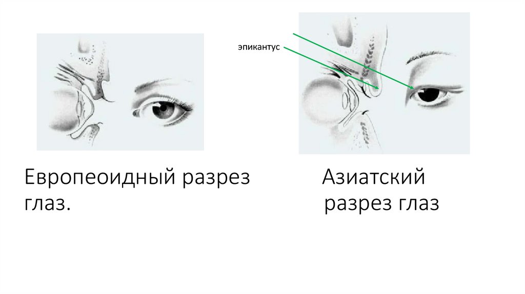 Европеоидный разрез Азиатский глаз. разрез глаз