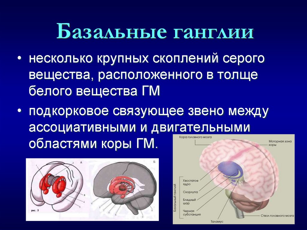 Базальные ганглии