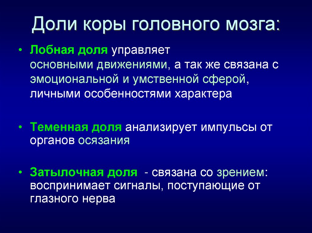 Доли коры головного мозга: