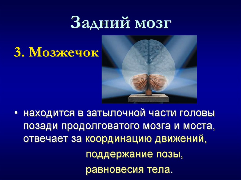 Задний мозг