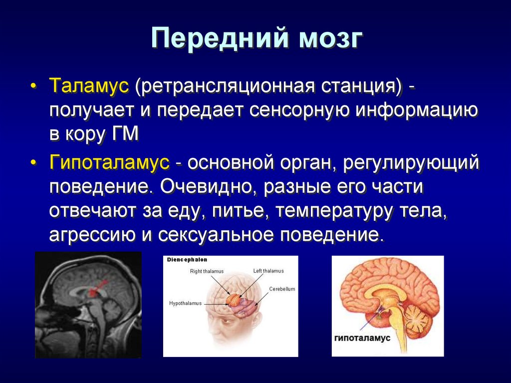 Передний мозг
