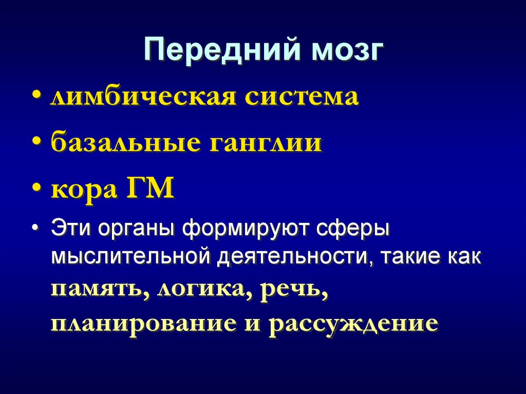 Передний мозг