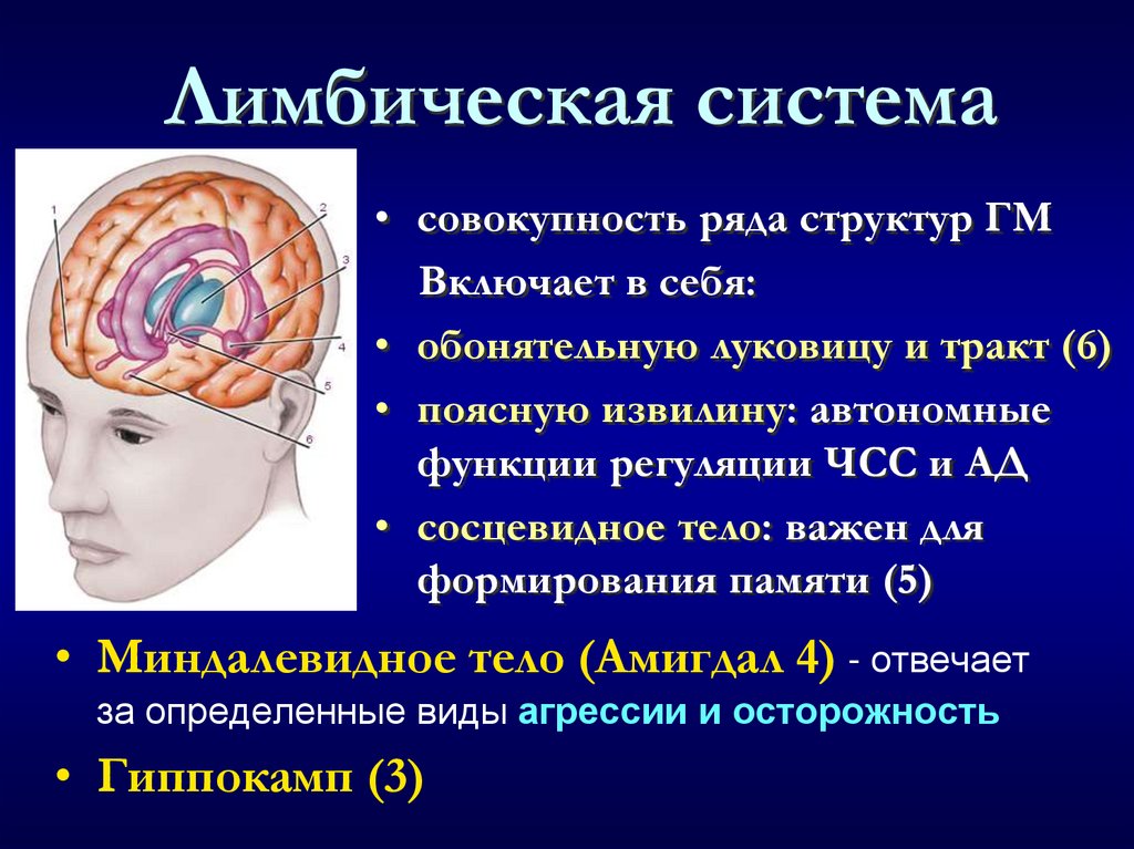 Лимбическая система