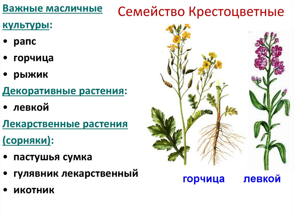 Семейство Крестоцветные