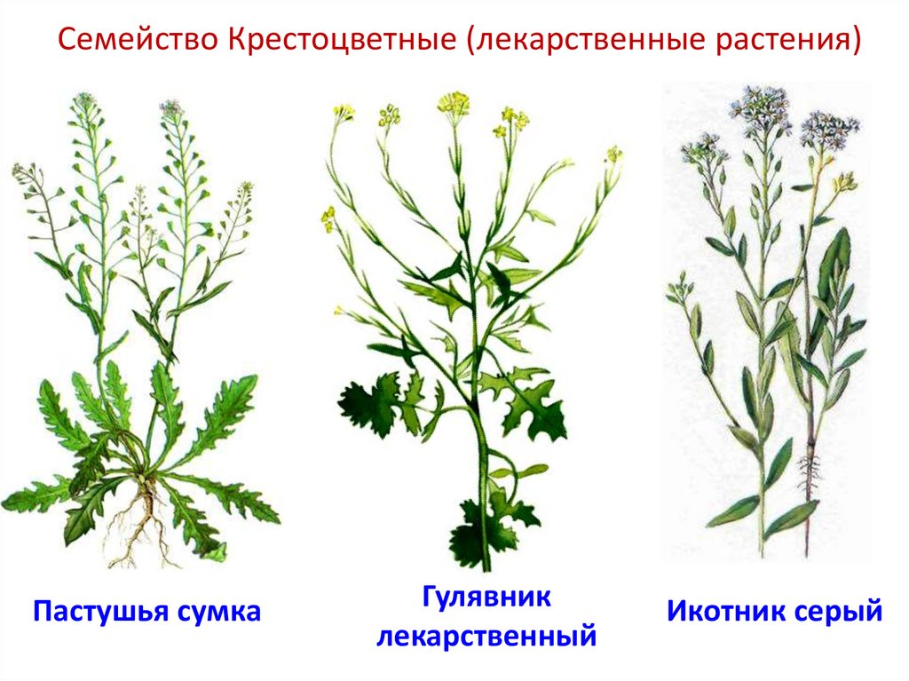Семейство Крестоцветные (лекарственные растения)