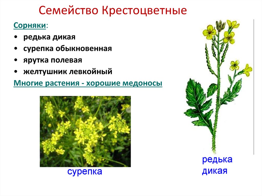 Семейство Крестоцветные