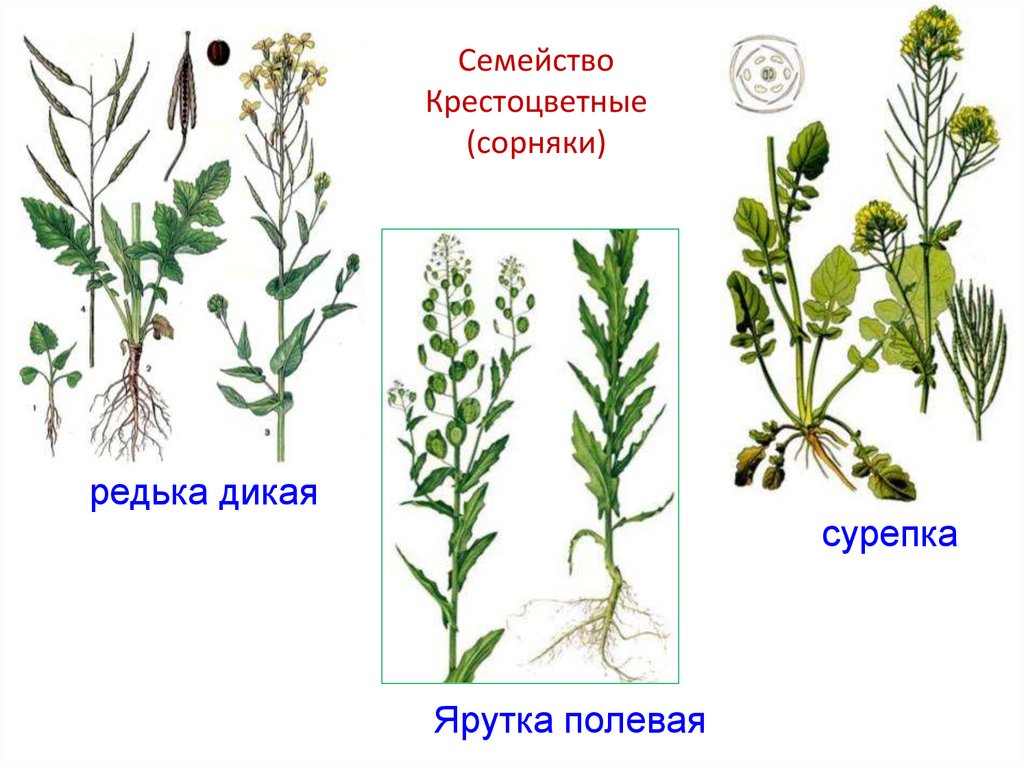 Семейство Крестоцветные (сорняки)