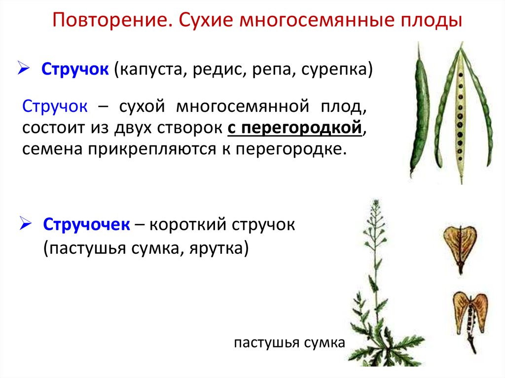 Повторение. Сухие многосемянные плоды