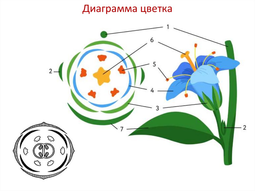 Диаграмма цветка