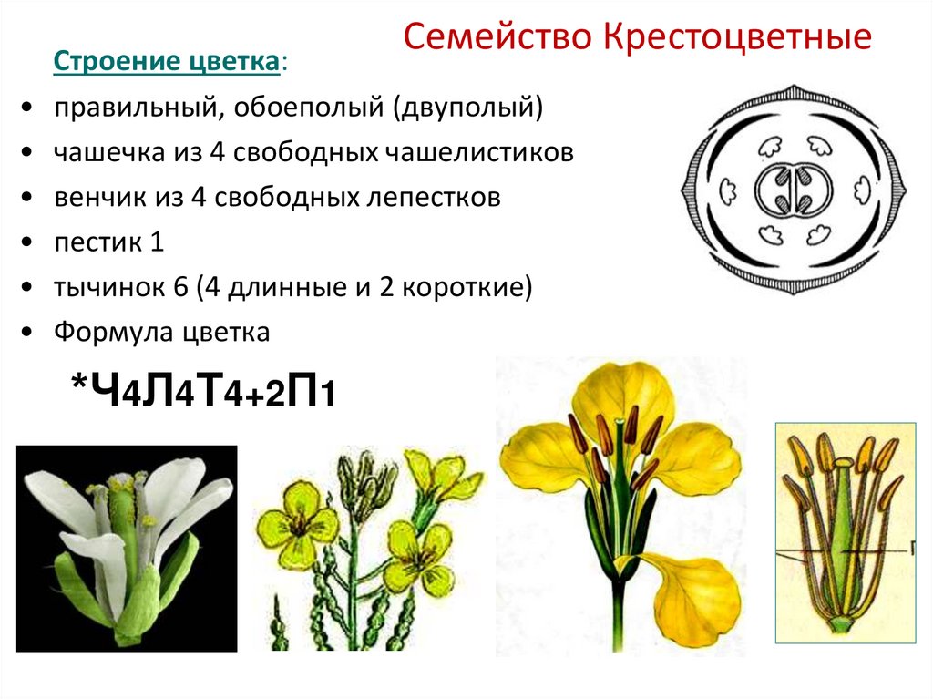 Семейство Крестоцветные