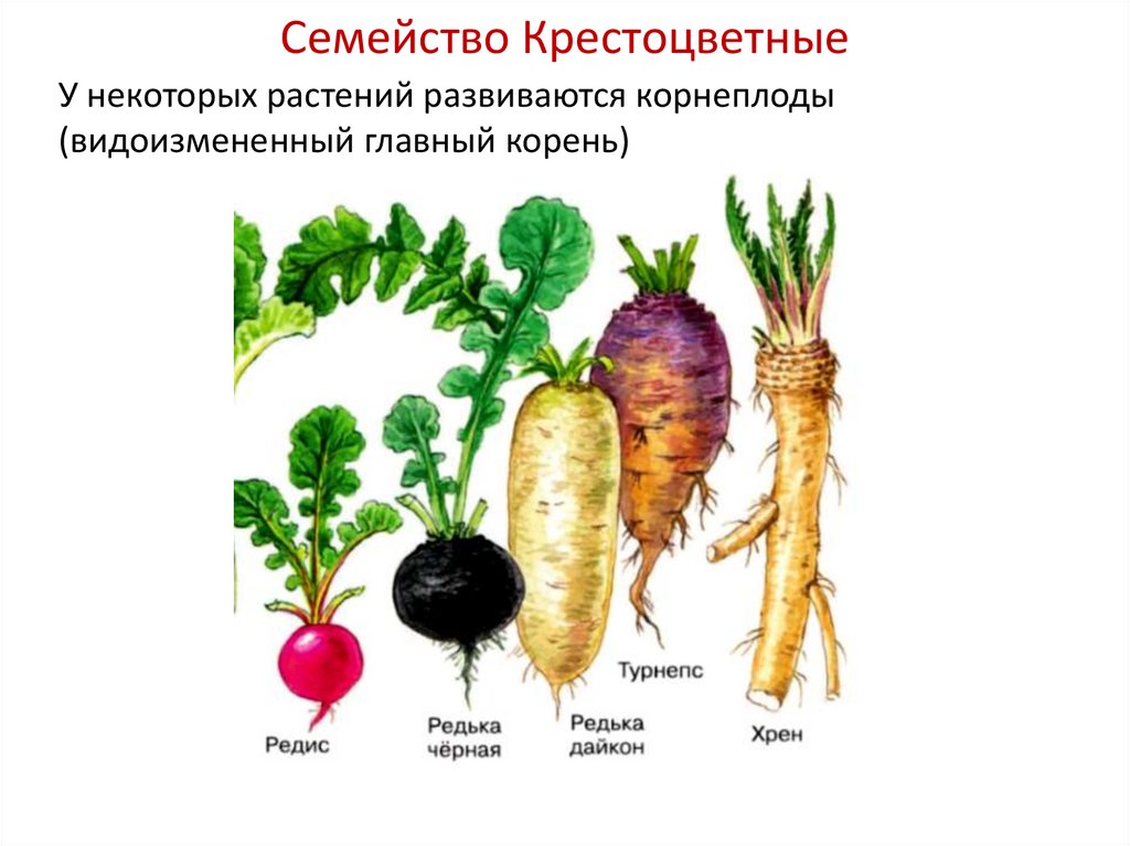 Семейство Крестоцветные