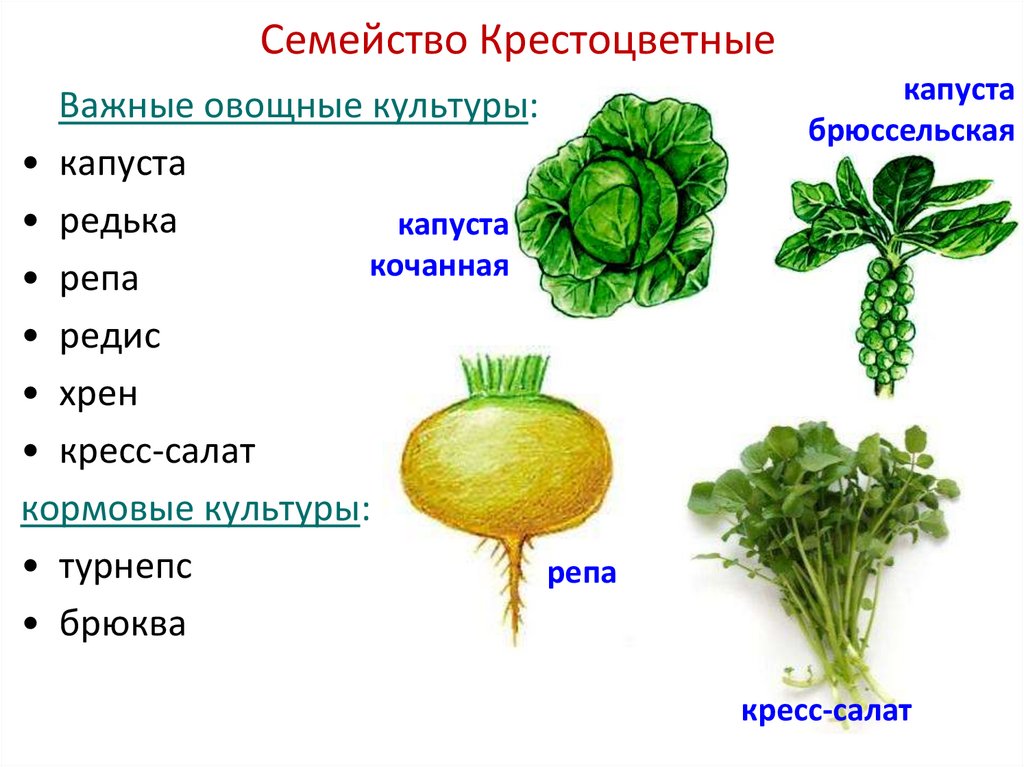 Семейство Крестоцветные