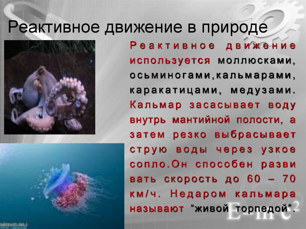 Реактивное движение в природе