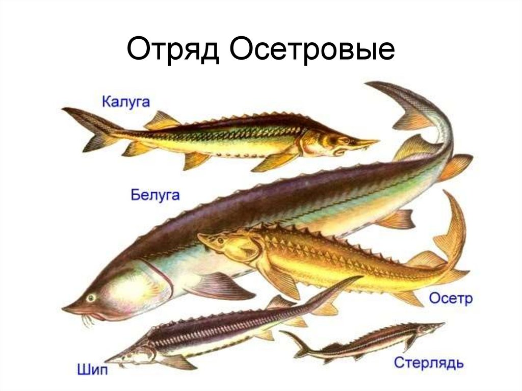 Отряд Осетровые