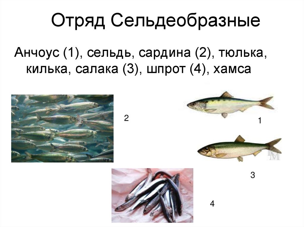 Отряд Сельдеобразные